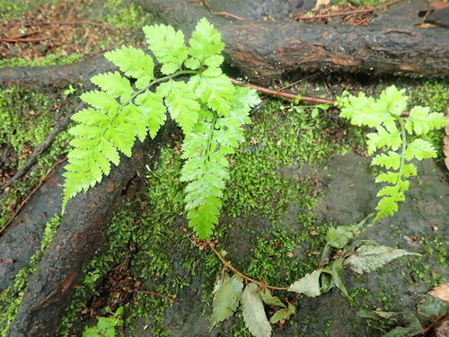 Anisocampium niponicum