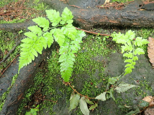 Anisocampium niponicum