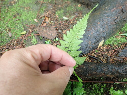 Anisocampium niponicum
