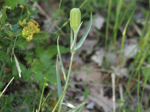 Fritillaria involucrata, photograph 1
