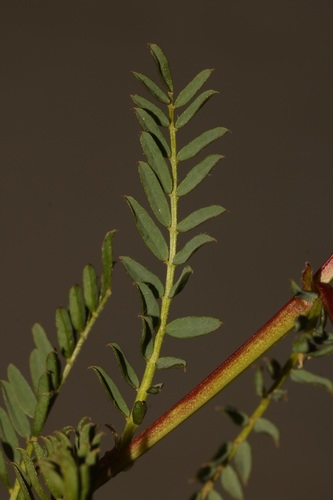 Image of Lessertia capensis by (c) Brian du Preez, some rights reserved (CC BY-SA)