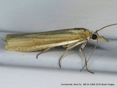 Pima albiplagiatella