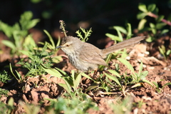 Prinia maculosa exultans