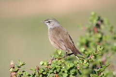 Cercotrichas coryphoeus coryphoeus