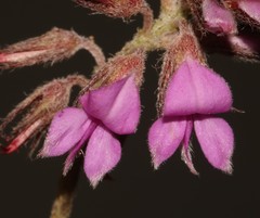 Indigofera mauritanica