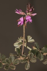 Indigofera mauritanica