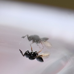 Trissolcus