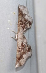 Parepisparis multicolora