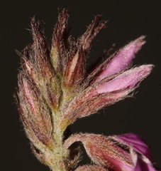 Indigofera mauritanica