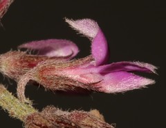 Indigofera mauritanica