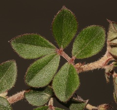 Indigofera mauritanica