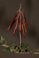 Indigofera mauritanica