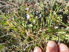 Lobelia anceps