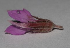 Indigofera mauritanica