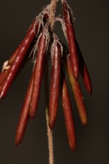 Indigofera mauritanica