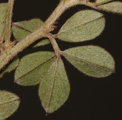 Indigofera mauritanica