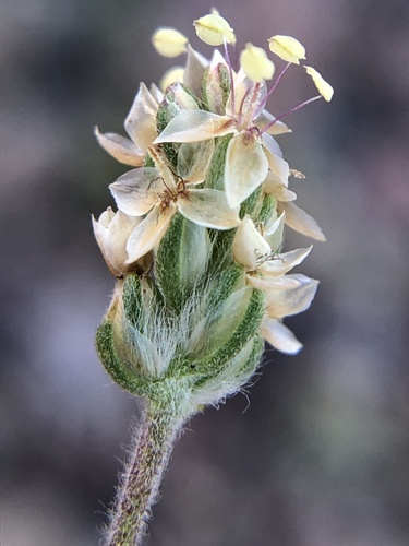 Desert Plantain