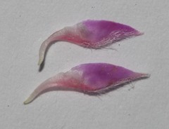 Indigofera mauritanica
