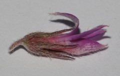 Indigofera mauritanica