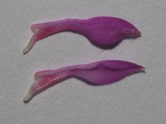 Indigofera mauritanica
