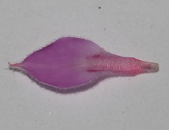 Indigofera mauritanica