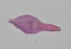 Indigofera mauritanica