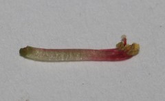 Indigofera mauritanica