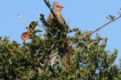 Urocolius indicus indicus