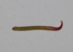 Indigofera mauritanica