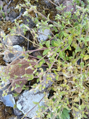 Cerastium semidecandrum, photograph 5