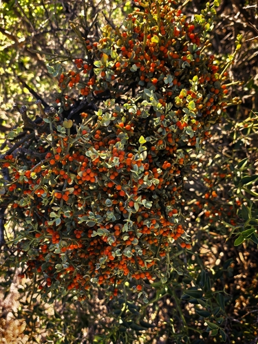 Viscum rotundifolium, photograph 1