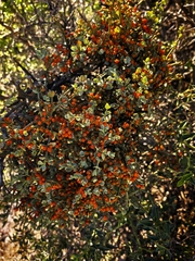 Viscum rotundifolium, photograph (c) kevin koen, some rights reserved (CC BY-SA)