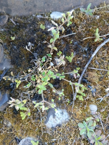 Cerastium semidecandrum, photograph 6