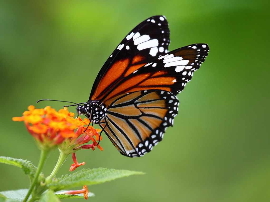 Common Tiger Butterfly (Danaus genutia) · iNaturalist