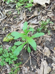 Myosotis macrosperma