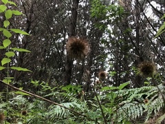 Acaena anserinifolia