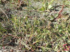 Lobelia anceps