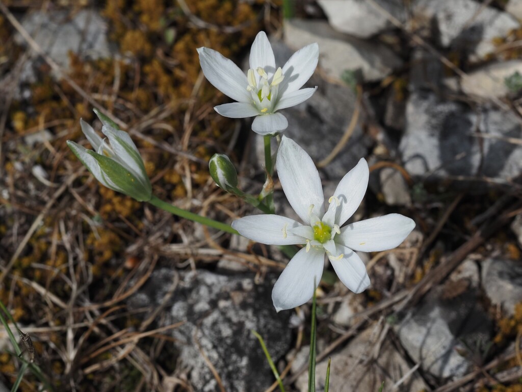 Ornithogalum orthophyllum; photograph (c) Louis Aureglia, some rights reserved (CC BY)