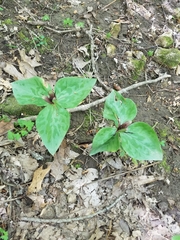 Myosotis macrosperma
