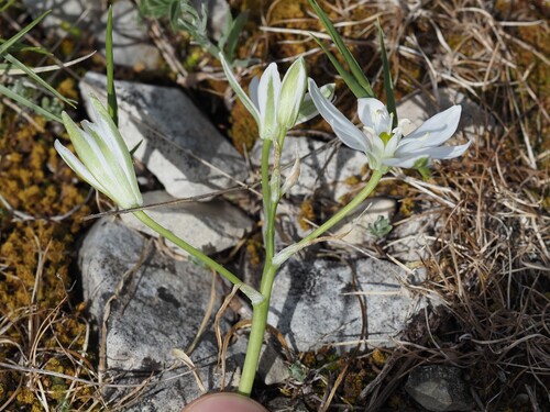 Ornithogalum orthophyllum, photograph 3