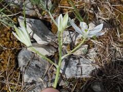 (c) Louis Aureglia, some rights reserved (CC BY) Ornithogalum orthophyllum, photograph (c) Louis Aureglia, some rights reserved (CC BY)