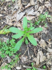 Myosotis macrosperma