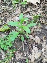 Myosotis macrosperma