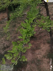 Limonia acidissima, photograph (c) Shradhanjali Samal, some rights reserved (CC BY)
