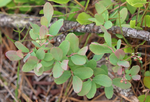 Image of Gaylussacia nana by (c) Lauren McLaurin, some rights reserved (CC BY)