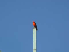 Pyrocephalus rubinus