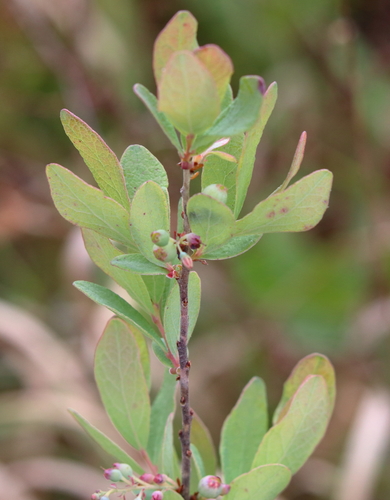 Image of Gaylussacia nana by (c) Lauren McLaurin, some rights reserved (CC BY)