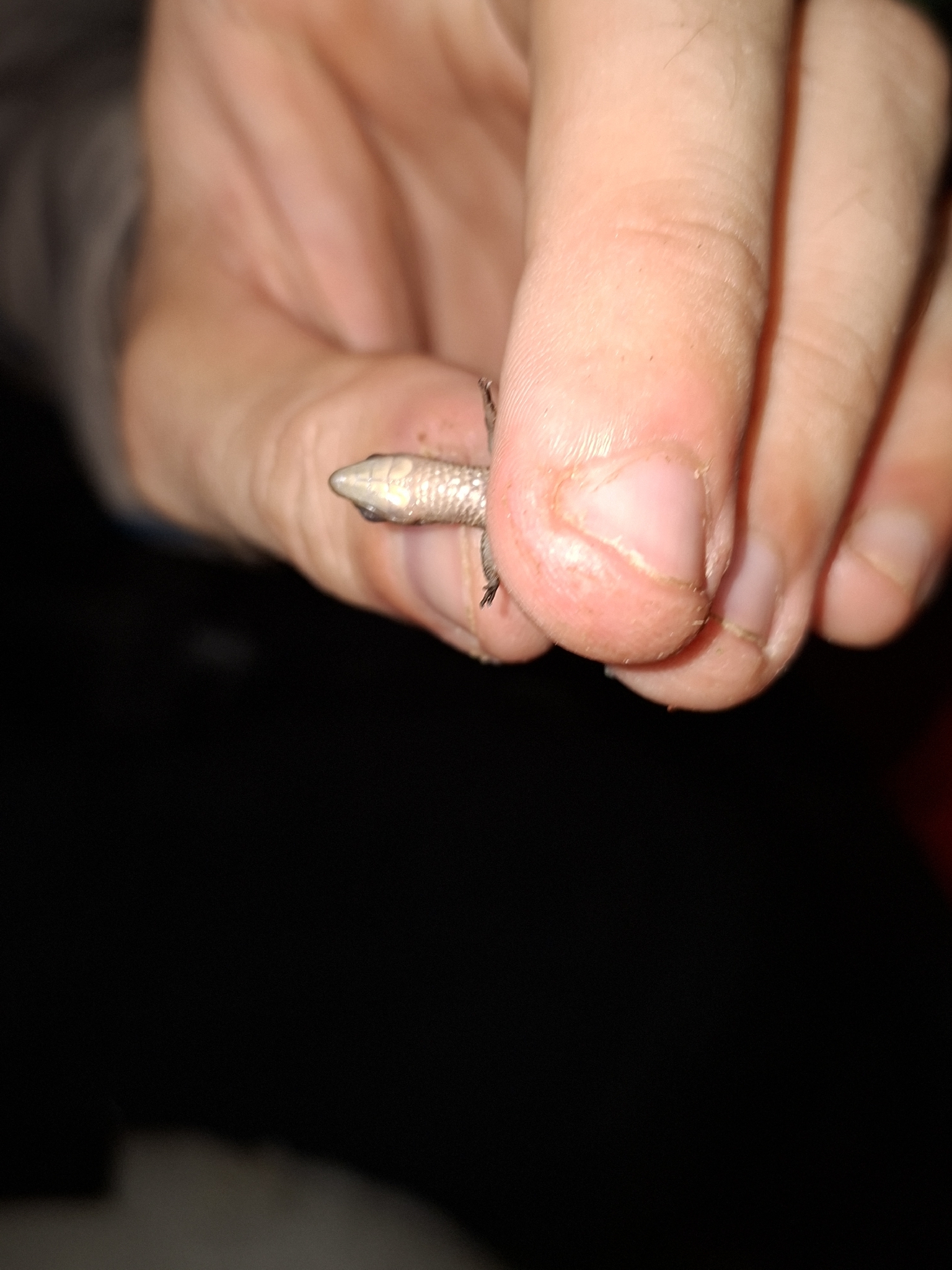 Alopoglossus angulatus (Linnaeus, 1758)