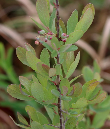 Image of Gaylussacia nana by (c) Lauren McLaurin, some rights reserved (CC BY)