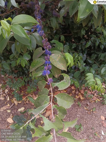 Memecylon umbellatum, photograph 2